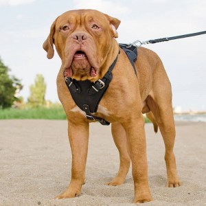 Черная кожаная шлея с ручкой для бордоского дога «Working Dog»